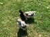 Oliver Egger 4 day old female chicks