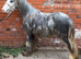 Ronnie yearling colt make 14.2hh