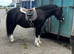 Quality section C gelding