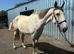 17.2 irish draught cross gelding