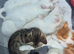 Cute kittens