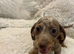 Very small miniature dachshund