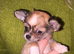 Longcoat teacup chihuahua