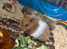 Female Syrian Hamster