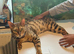 Male bengal cat