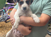 Pure Jack Russell