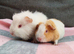 2 beautiful female guinea pigs.