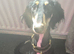 Saluki rehome