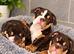 KC REGISTERED ENGLISH BULLDOG PUPPIES