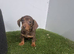 Miniature dachshund