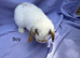 Mini lop babies for sale
