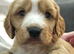 Adorable Cocker Spaniel Puppies