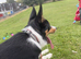 Enzo 12 month old tri colour bored collie