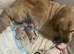 GORGEOUS GOLDIE PUPS