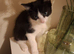Kitten
