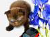 We only have 1 Pure breed Scottish Fold kitten left
