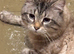 x1 Adult Male Indoor Only Cat for Rehoming