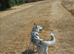 Beautiful 7 month old Siberian puppy - Male