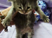 Stunning mainecoon babys