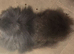 Adult female pomeranian