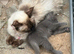 Ragdoll x one solid grey boy and 2 black girls