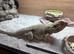 Bearded dragon & set up