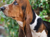 Beautiful Basset Hound Pups Ready NOW