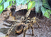 Adult female lasiodora parahybana