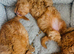 Last 3 available Stunning deep red Cavapoos f1b