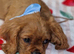 Cavalier King Charles Spaniel!