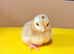 Days old serama chicks