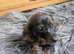 Dachshund pups for sale