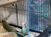 Beautiful baby budgies