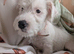 Terrier