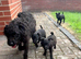 Patterdale x Lakeland puppies