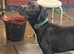 Missing £250 reward