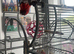 7month old tame african grey