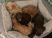 Pra clear miniture cockapoo puppies