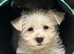 Beautiful Westie pups