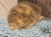 2 bonded boars 1 year old