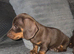 Miniature dachshund