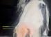 Gorgeous piebald cob