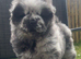 chow chow puppies