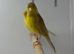 Canaries