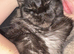 6.5kg male main coon 9 months