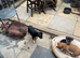 Lakeland / fell terrier x Patterdale