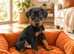 Doberman black and tanned/brown and tanned puppies