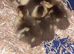 chocolate muscovy ducklings as hatched
