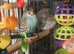 Beautiful baby budgies