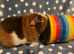 Stunning male teddy Guinea pig 4 months old
